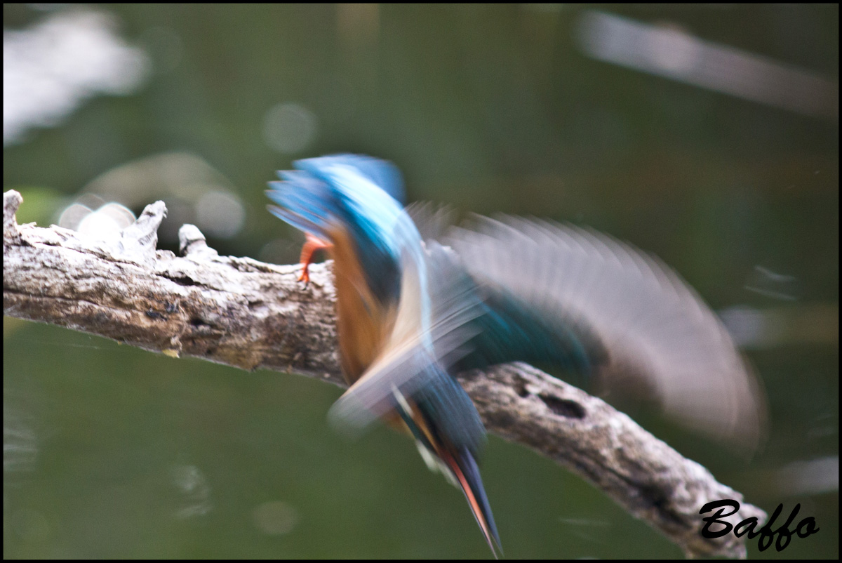 E anche il mio Martin